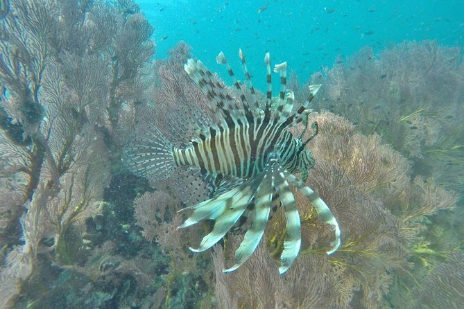 Phi Phi Early Bird & 4 Islands - Day Tour by Speedboat From Krabi - Monkey Beach: quick wildlife spotting