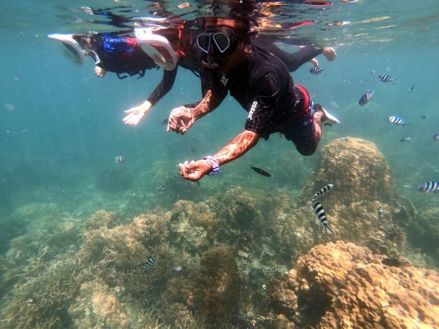 Phi Phi: Half-Day Phi Phi Snorkeling Trip by Longtail Boat - Loh Samah Bay snorkeling: your best chance to spot fish
