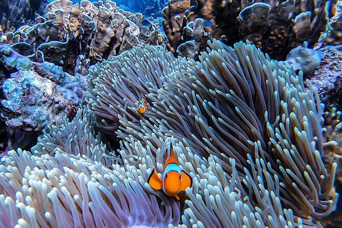 Phi Phi Islands Speedboat Tour Adventure from Krabi - Railay Stop and the Opening Cruise: Setting Expectations Early