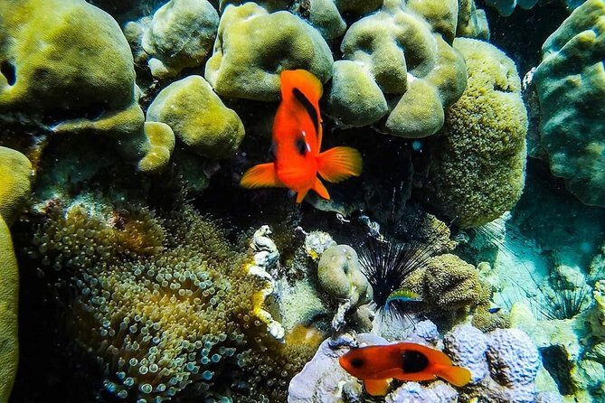Phi Phi Tour from Krabi , Semi-Private Tour only 12 Guests - Ko Phi Phi Le: an extra hour that makes the day feel worth it
