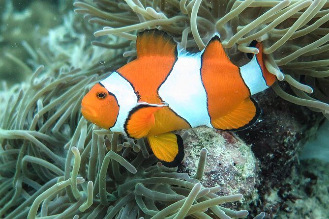 Private Tour to Hong Islands & 4 Islands with Sunset & Night Snorkel - Night Snorkeling in Bioluminescent Waters: The Upgrade You’ll Either Love or Want Clarity On