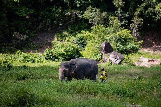 Walk and Feed at Bukit Elephant Park Phuket - Key Things That Make This Tour Worth Your Time